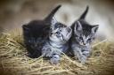 The court heard the case involved prolonged neglect in a commercial context. File photo of kittens