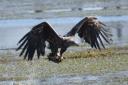 White-tailed eagle G818 was observed hunting wildfowl in northern France
