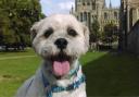 CP reporter Zach Saunders' Lhasa Apso, Mutley