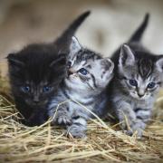 The court heard the case involved prolonged neglect in a commercial context. File photo of kittens