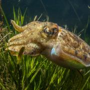 Cuttlefish in the Seagrass by Theo Vickers