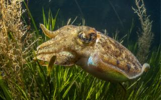 Cuttlefish in the Seagrass by Theo Vickers