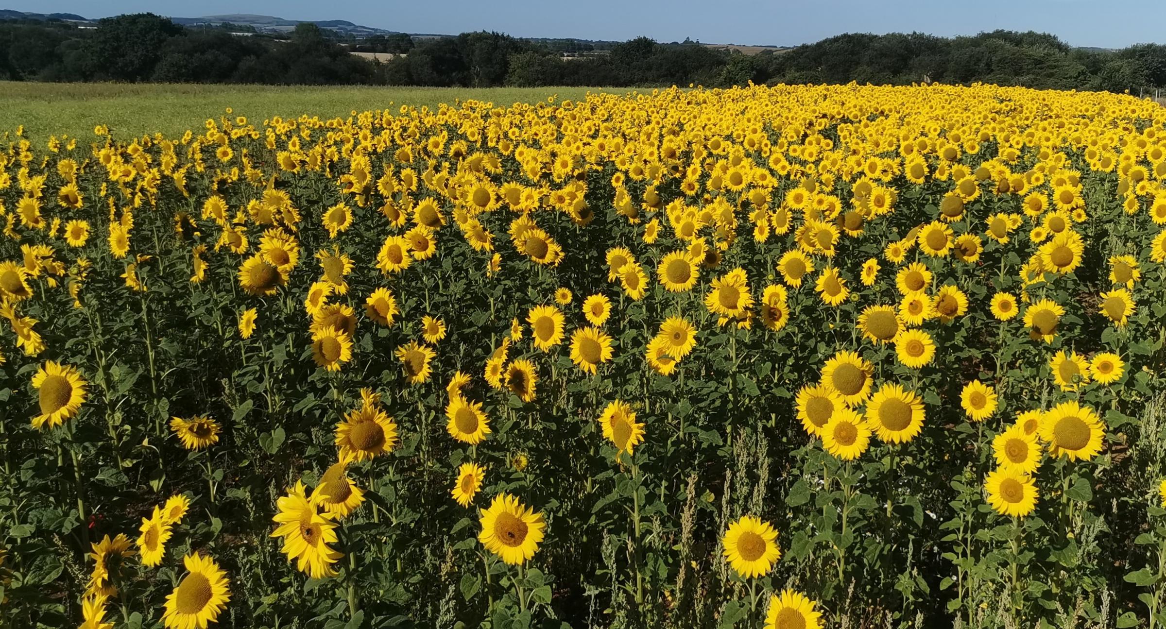 Have You Photographed The Isle Of Wight Field Of Sunflowers Isle Of Wight County Press