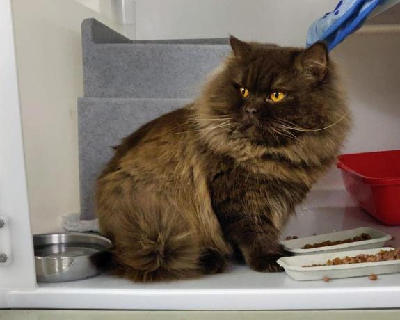 Isle of Wight County Press: Image: Isle of Wight Cats Protection Isle of Wight County Press: Image: Isle of Wight Cats Protection