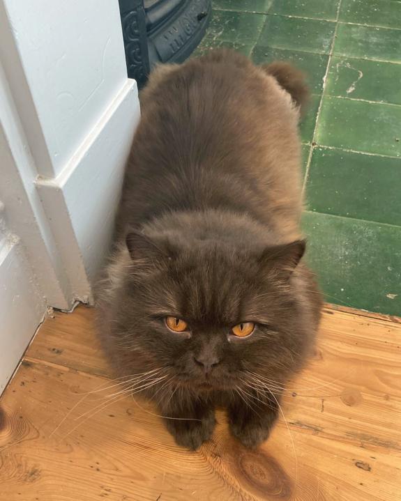 Isle of Wight County Press: Image: Isle of Wight Cats Protection Isle of Wight County Press: Image: Isle of Wight Cats Protection