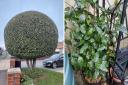 Bay trees can be a thing of beauty. Left, a topiarised bay tree in Bembridge and right, Richard's self-seeded bay tree.