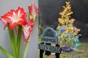 Richard Wright's amaryllis and the Bullen Road Christmas tree.