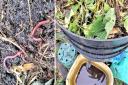 Worms are important to healthy soil in your garden.