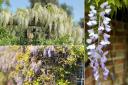 Feeling wistful about wisteria? Here are some top tips for success.