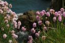 Sea Thrift, which is stunning in the West Wight.