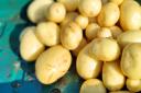 What potatoes SHOULD look like - Richard's earlier success.