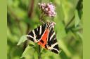 The Jersey Tiger Moth.