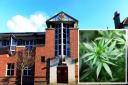 Isle of Wight law courts. Inset: a cannabis plant.