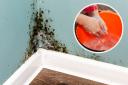 A bucket filled with soapy water is an effective way of removing mould from your home