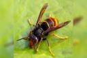 Asian hornets are coming to the Isle of Wight, a warning has said.