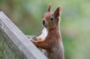 Good news for red squirrels after successful 2023 breeding season