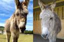 The Isle of Wight Donkey Sanctuary's Brandy and Murphy.