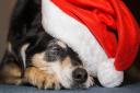 Celebrate all things Christmas with Newport's Santa Paws competition