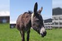 Island Sanctuary says goodbye to 'sweetest' donkey Coffee after long illness