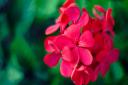 Geraniums are among the UK's favourite hardy perennials.