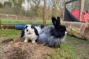 Rabbits Dougie and Dora. Pictures by Chloe Woodhouse