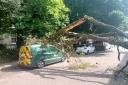 Van crushed after tree comes down in Cranbury Place, Southampton