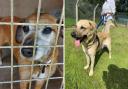 Puppy, left, and Choji, right, need new homes via the Isle of Wight RSPCA.