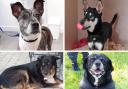 These for dogs are being cared for at RSPCA Isle of Wight while they await their forever homes.