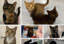 Nine cats at RSPCA Isle of Wight looking for loving homes. Picture: RSPCA