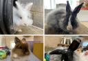 Four fluffy bunnies at RSPCA Isle of Wight branch looking for new homes. Picture: RSPCA