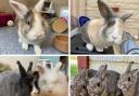 These seven rabbits are all looking for a forever home. Pictures: RSPCA/Canva
