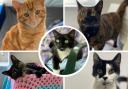 Five cats at Godshill Animal Centre looking for forever homes. Pictures: RSPCA