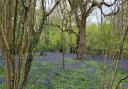 Bluebells in Borthwood Copse. Picture by Denise Russell of the Isle of Wight County Press Camera Club.
