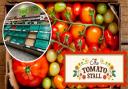 Isle of Wight Tomatoes comments amid UK tomato shortage