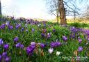 Crocuses by Josh Thomas, but they're more than just a purple haze
