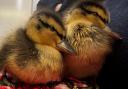 Ducklings pictured by Carisbrooke Vets