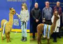 At the British Alpaca Society National Show, with young keeper Rosie Payne.