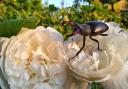 A male stag beetle on two roses. Image by Duncan Wright