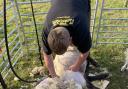 Shearing