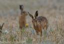 Hare