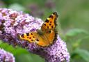 Large Tortoiseshell