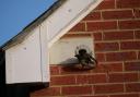 Freshwater Fields Swift at a nest brick