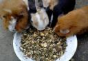 If you’re a new or small business starting out in the animal feed sector, the world of legislation can feel overwhelming.