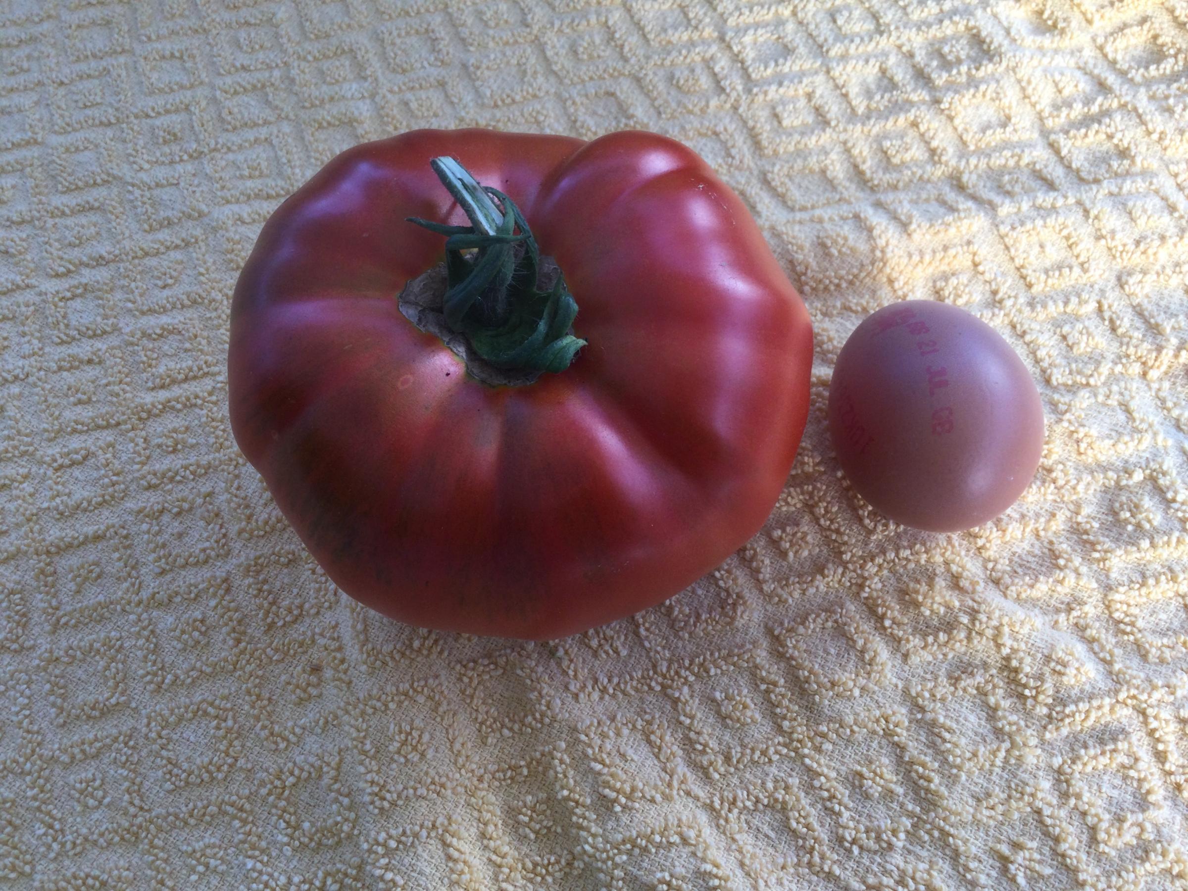 Fight tomato blight with these useful tips | Isle of Wight County Press - Vimarsana News