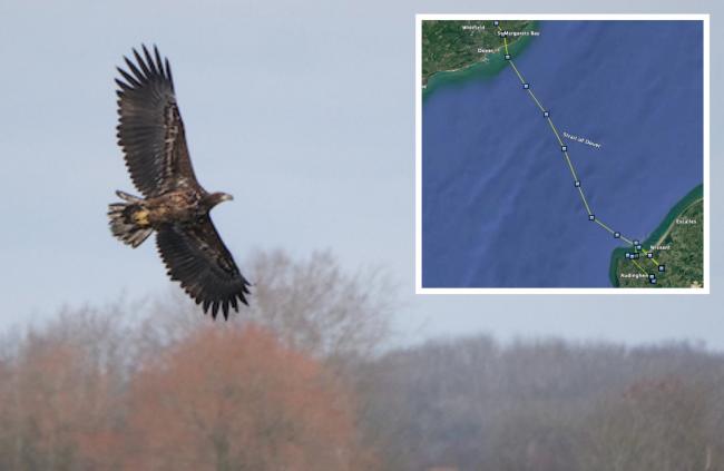 One of the White-tailed Eagles released on the Isle of Wight in 2020. Picture by Ian Dawson.