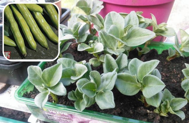 Broad beans can be started now and enjoyed later.