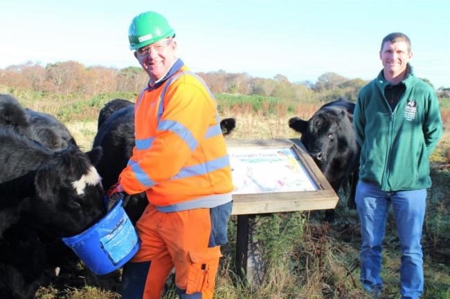 Mikey Souter, WBM Site Supervisor, feeding the new cattle at St George’s (left), with Jamie Marsh, Deputy Director of Estates and Conservation Delivery with the Hampshire & Isle of Wight Wildlife Trust.
