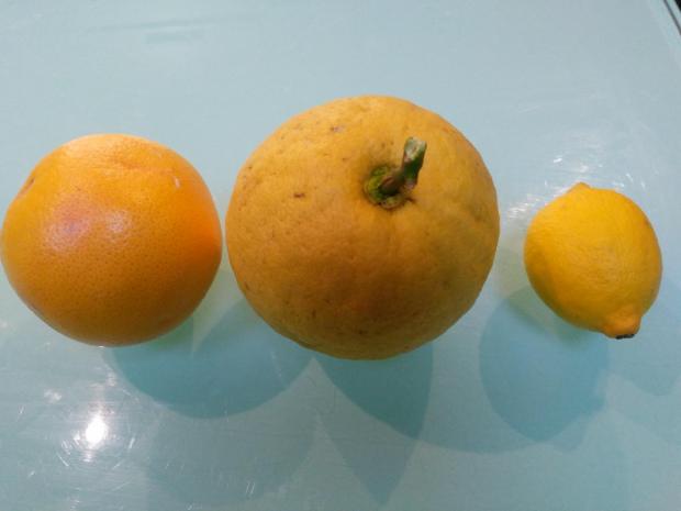 Isle of Wight County Press: American lemon (centre) with 'normal' lemon (right) and grapefruit (left).