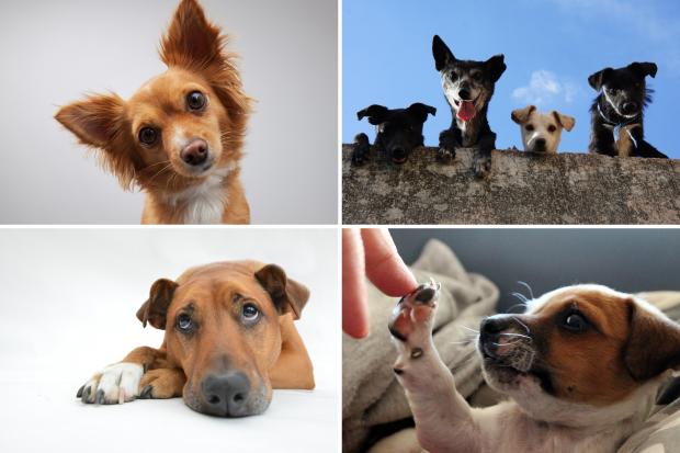 Isle of Wight County Press: Seven Adorable Dogs.  Credit: Canva