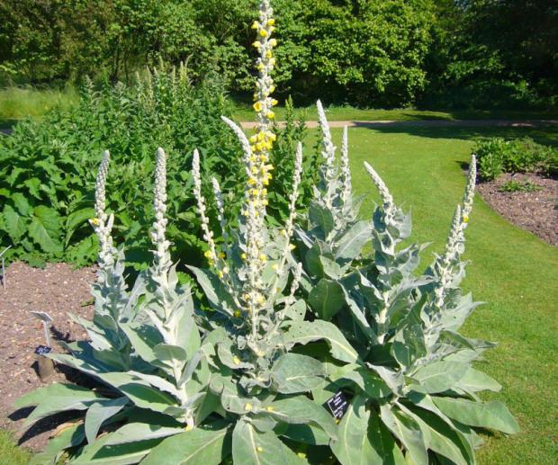 Isle of Wight County Press: Verbascum Ventnor Giant at the garden.